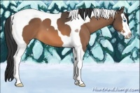 Horse Color:Buckskin Splash Tobiano 