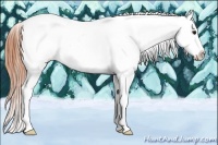 Horse Color:Buckskin Dun Tobiano Appaloosa