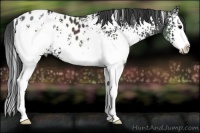 Horse Color:White Spotted Black Splash Appaloosa Rabicano