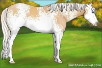 Horse Color:White Spotted Silver Amber Champagne Splash 