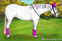 Horse Color:Chestnut Appaloosa 