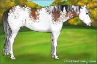 Horse Color:White Spotted Bay Splash