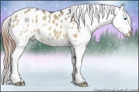 Horse Color:Bay Dun Splash Appaloosa