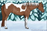 Horse Color:Chestnut Tobiano Rabicano