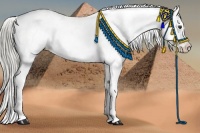 Horse Color:Chocolate Palomino Mushroom Blanket