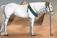 Horse Color:Liver Chestnut Sabino Blanket