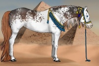 Horse Color:White Spotted Liver Chestnut Sabino Splash 