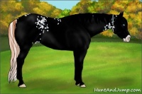 Horse Color:White Spotted Amber Cream Champagne Ice Pearl Splash Rabicano