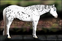 Horse Color:Black Splash Tobiano Frame Appaloosa 