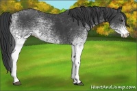 Horse Color:White Spotted Black Rabicano 