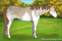 Horse Color:Chestnut Ice Splash 