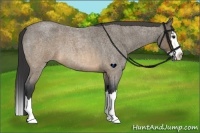 Horse Color:Buckskin Roan Splash 