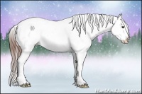 Horse Color:Brown Roan Snowcap
