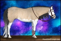 Horse Color:Buckskin Roan Dun Splash Rabicano