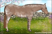 Horse Color:Chestnut Ice Rabicano