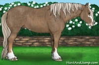 Horse Color:Chocolate Palomino Sabino  Brindle