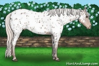Horse Color:Silver Black Sabino Appaloosa 