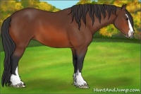 Horse Color:Bay Sabino 