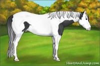 Horse Color:Black Splash Tobiano 