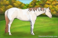Horse Color:Buckskin Roan Pearl Dun Tobiano