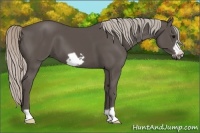 Horse Color:Silver Black Frame 