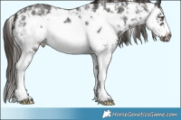 Horse Color:Liver Chestnut Sabino Frame