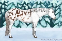 Horse Color:White Spotted Bay Tobiano Appaloosa 