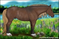 Horse Color:Liver Chestnut Rabicano 