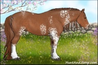 Horse Color:White Spotted Chestnut Rabicano