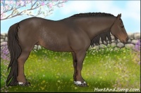 Horse Color:Liver Chestnut Rabicano