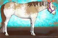 Horse Color:White Spotted Red Dun Sabino Rabicano 
