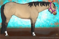 Horse Color:Bay Dun Sabino 