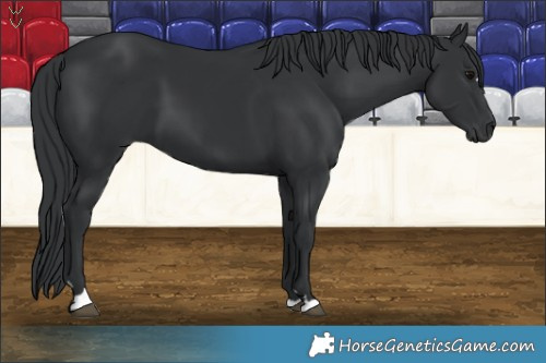 Horse Color:Black 
