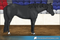 Horse Color:Black 