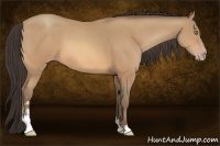 Horse Color:Amber Champagne Sabino 