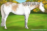 Horse Color:White Spotted Silver Buckskin Splash 