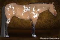 Horse Color:White Spotted Brown Dun