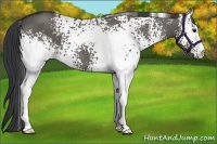 Horse Color:White Spotted Grullo 