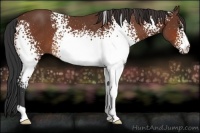 Horse Color:White Spotted Bay Rabicano