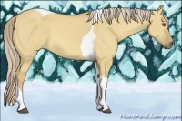 Horse Color:Palomino Dun Tobiano