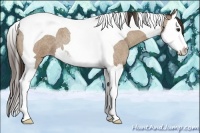 Horse Color:Classic Champagne Roan Splash Tobiano