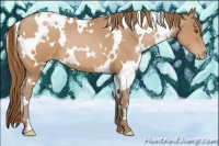 Horse Color:White Spotted Brown Pearl 