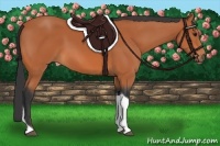 Horse Color:Bay Tobiano 