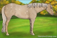Horse Color:Palomino