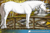 Horse Color:Liver Chestnut Splash Frame Appaloosa 