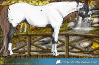 Horse Color:Liver Chestnut Splash Frame Appaloosa 