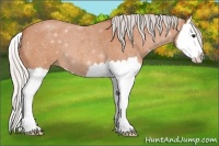 Horse Color:Silver Bay Roan Splash 