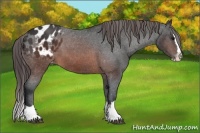 Horse Color:Brown Sabino Splash Appaloosa