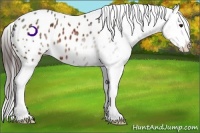 Horse Color:Bay Ice Appaloosa 
