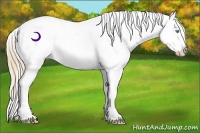 Horse Color:Perlino Appaloosa Rabicano 